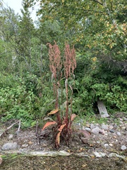 Rumex britannica