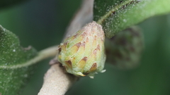 Andricus quercusfoliatus