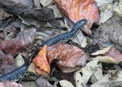 Lampropeltis nigra