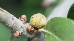 Andricus quercusfoliatus