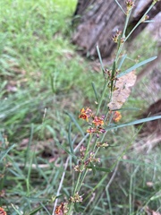 Daviesia leptophylla