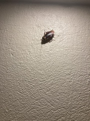 Periplaneta australasiae