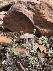Antennaria parvifolia