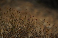 Eriogonum apricum