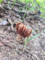Cortinarius distans