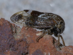 Ophiderma