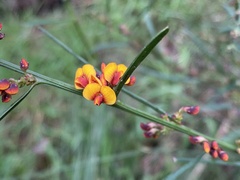 Daviesia leptophylla