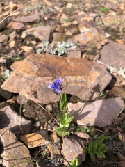 Veronica wormskjoldii