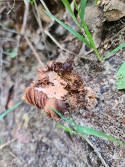 Cortinarius distans