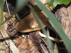 Lentinus crinitus