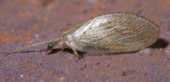 Hemerobius