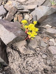 Sedum divergens