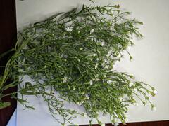 Symphyotrichum lanceolatum interior