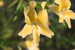 Diplacus longiflorus