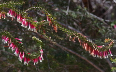 Epacris longiflora