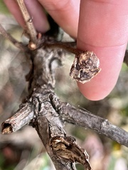 Andricus quercuspetiolicola