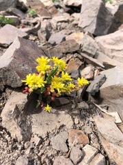 Sedum divergens