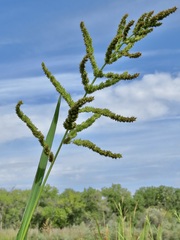 Echinochloa muricata