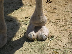 Camelus