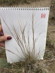 Aristida divaricata