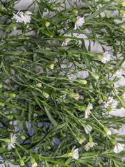 Symphyotrichum lanceolatum interior