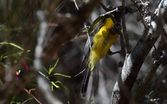 Pachycephala pectoralis