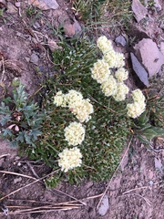 Oligogonum