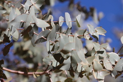 Eucalyptus gamophylla