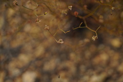 Eriogonum apricum