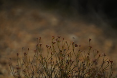 Eriogonum apricum