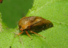Smiliinae