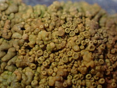 Xanthorioideae