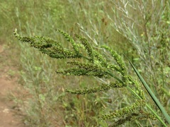 Echinochloa muricata