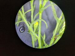 Symphyotrichum lanceolatum interior