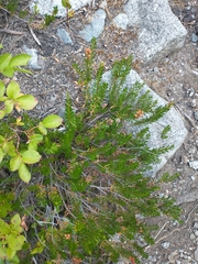 Phyllodoce empetriformis