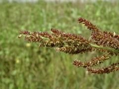 Echinochloa muricata