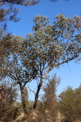 Eucalyptus gamophylla