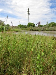 Echinochloa muricata