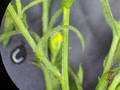 Symphyotrichum lanceolatum interior