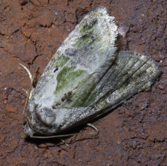 Maliattha synochitis
