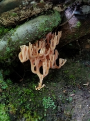 Ramaria formosa