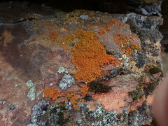Xanthorioideae