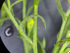 Symphyotrichum lanceolatum interior