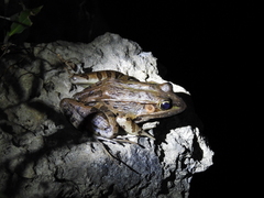 Lithobates brownorum