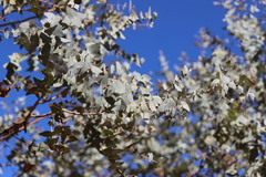 Eucalyptus gamophylla