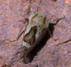Cyrtolobus