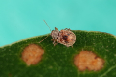 Demotina modesta
