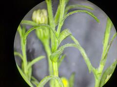 Symphyotrichum lanceolatum interior