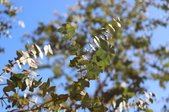 Eucalyptus gamophylla