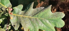 Quercus